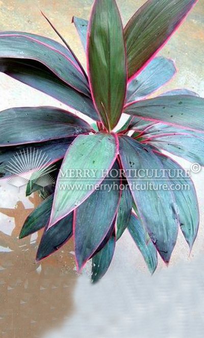 Cordyline firebrand